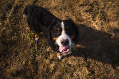Hund för Bernese berg i det gula fältet och den blåa himlen fotografering för bildbyråer Hund för Bernese berg i det gula fältet och den blåa himlen fotografering för bildbyråer