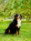 Hund för Bernese berg i natur royaltyfri bild Hund för Bernese berg i natur royaltyfri bild