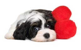 Hund för vänValentine Havanese valp med en röd hjärta arkivbilder Hund för vänValentine Havanese valp med en röd hjärta arkivbilder