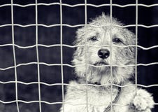 Hund hinter einem Zaun stockfotos Hund hinter einem Zaun stockfotos