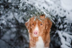 Hund i vinter utomhus, Nova Scotia Duck Tolling Retriever, i skogen royaltyfria bilder Hund i vinter utomhus, Nova Scotia Duck Tolling Retriever, i skogen royaltyfria bilder
