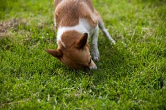 Hund im Gras lizenzfreie stockfotografie Hund im Gras lizenzfreie stockfotografie