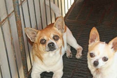Hund im Käfig, der glaubende Mangel an Freiheit lizenzfreie stockfotografie Hund im Käfig, der glaubende Mangel an Freiheit lizenzfreie stockfotografie