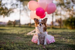 Hund im Rosa lizenzfreie stockfotografie Hund im Rosa lizenzfreie stockfotografie
