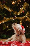 Hund mit Weihnachtshut Hund mit Weihnachtshut