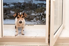 Hund på det öppna fönstret i kall frostig vinter arkivfoton Hund på det öppna fönstret i kall frostig vinter arkivfoton