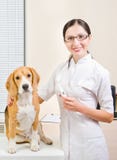 Hund på veterinären fotografering för bildbyråer Hund på veterinären fotografering för bildbyråer