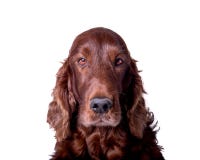 Hund på vit bakgrund som tas i en studio arkivfoto Hund på vit bakgrund som tas i en studio arkivfoto