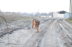 Hund på vägen arkivfoto Hund på vägen arkivfoto