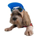 Hund-shih tzu mit Stoff und sunglass stockfoto Hund-shih tzu mit Stoff und sunglass stockfoto