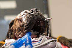 Hund som kläckas i kirurgirum av den veterinär- kliniken royaltyfria bilder Hund som kläckas i kirurgirum av den veterinär- kliniken royaltyfria bilder