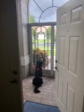 Hund som v?ntar p? ?garen royaltyfri bild Hund som v?ntar p? ?garen royaltyfri bild