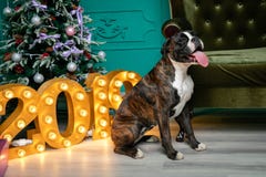 Hund tysk boxarebrunt-och-vit, med den stickande fram tungflickan sitta framme av julgranen, brinnande diagram 2019, gree arkivbilder Hund tysk boxarebrunt-och-vit, med den stickande fram tungflickan sitta framme av julgranen, brinnande diagram 2019, gree arkivbilder