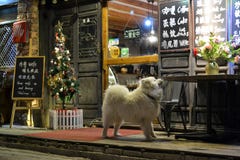 Hund vor Café der alten Stadt von Shangri-La, Xianggelila, Zhongdian, von Yunnan-Provinz, nah an Tibet, China stockfotos Hund vor Café der alten Stadt von Shangri-La, Xianggelila, Zhongdian, von Yunnan-Provinz, nah an Tibet, China stockfotos