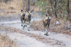 hundar som jagar den wild packen fotografering för bildbyråer hundar som jagar den wild packen fotografering för bildbyråer