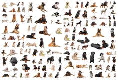 Hunde