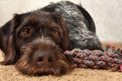 Hunde- und Knotenspielwaren liegen auf der Matte lizenzfreies stockbild Hunde- und Knotenspielwaren liegen auf der Matte lizenzfreies stockbild