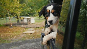 Hunden lämnar det djura skyddet Blickar ut ur bilfönstret, i bakgrunden, burarna och båsen med hundkapplöpning adopterar royaltyfri foto Hunden lämnar det djura skyddet Blickar ut ur bilfönstret, i bakgrunden, burarna och båsen med hundkapplöpning adopterar royaltyfri foto