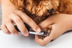 Hundenägel schneiden und während des Pflegens getrimmt stockfoto Hundenägel schneiden und während des Pflegens getrimmt stockfoto