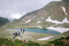 Hunderasse border collie auf dem Hintergrund einer schönen schönen Landschaft stockbild Hunderasse border collie auf dem Hintergrund einer schönen schönen Landschaft stockbild
