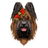 Hunderasse Briard-Skizzenvektor stock abbildung Hunderasse Briard-Skizzenvektor stock abbildung