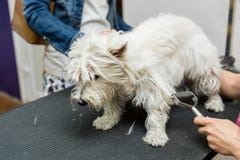 Hundewest highland white terrier-Pflegen Stockfotografie Hundewest highland white terrier-Pflegen Stockfotografie