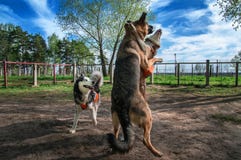 Hundkapplöpning som tillsammans spelar av-koppeln Siberian skrovlig fuuny kamp med den stora fårhunden Det lyckliga hundkapplöpni arkivbilder Hundkapplöpning som tillsammans spelar av-koppeln Siberian skrovlig fuuny kamp med den stora fårhunden Det lyckliga hundkapplöpni arkivbilder