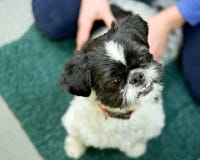 Hundmassage på veterinärer arkivfoto Hundmassage på veterinärer arkivfoto