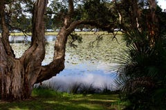 Hundraårs- Parklandsdamm Sydney arkivbilder Hundraårs- Parklandsdamm Sydney arkivbilder
