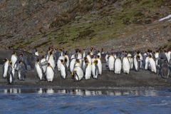 Hundreds of king penguins surrounded by elephant seals royalty free stock photo Hundreds of king penguins surrounded by elephant seals royalty free stock photo