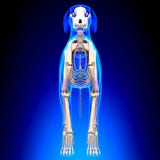 Hundskelett - Canis Lupus Familiaris Anatomy - främre sikt royaltyfri fotografi Hundskelett - Canis Lupus Familiaris Anatomy - främre sikt royaltyfri fotografi