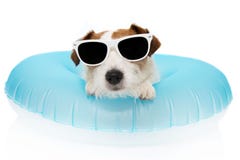 HUNDSOMMARSEMESTRAR JACK RUSSELL INOM EN UPPBLÅSBAR ELLER BLÅ FLÖTE SLÅR SAMMAN BÄRANDE SOLGLASÖGON Isolerat mot vitbakgrund royaltyfri fotografi HUNDSOMMARSEMESTRAR JACK RUSSELL INOM EN UPPBLÅSBAR ELLER BLÅ FLÖTE SLÅR SAMMAN BÄRANDE SOLGLASÖGON Isolerat mot vitbakgrund royaltyfri fotografi