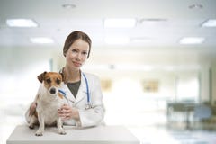 Hundveterinärklinik royaltyfria foton Hundveterinärklinik royaltyfria foton