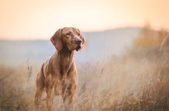 Hungarian hound pointer vizsla dog in autumn time in the field stock image Hungarian hound pointer vizsla dog in autumn time in the field stock image