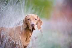 hungarian vizsla obraz stock hungarian vizsla obraz stock
