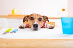 hungrig hund arkivfoto hungrig hund arkivfoto