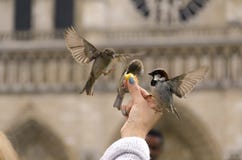Hungriga sparvar i Paris royaltyfri fotografi Hungriga sparvar i Paris royaltyfri fotografi