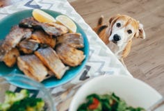 Hungriger Spürhund schaut auf Abendtische mit gedienter Mahlzeit stockfoto Hungriger Spürhund schaut auf Abendtische mit gedienter Mahlzeit stockfoto