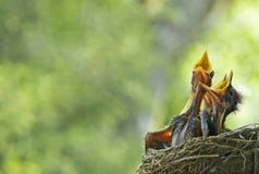 Hungry Baby Robins In Nest stock image Hungry Baby Robins In Nest stock image