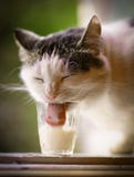 Hungry cat drink milk from blue bowl lick his lips