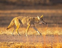 Hungry Coyote walks along dirt path while searching for food