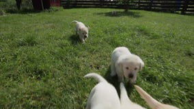 Hungry labrador puppies running to the feeding bowls