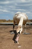 Hungry Swan Royalty Free Stock Photos Hungry Swan Royalty Free Stock Photos