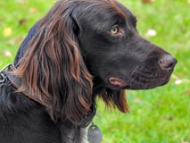 A hunting dog with a collar royalty free stock photo A hunting dog with a collar royalty free stock photo