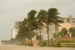 Palm trees during Hurrican Gustav in Florida