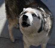 Husky d'Alasca che urla fotografia stock Husky d'Alasca che urla fotografia stock