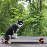 Husky dog is on the longboard stock images Husky dog is on the longboard stock images