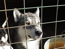 Husky hond plakte zijn neus door de kooi stock fotografie Husky hond plakte zijn neus door de kooi stock fotografie