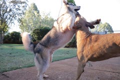 Husky Playing In Motion lindo foto de archivo libre de regalías Husky Playing In Motion lindo foto de archivo libre de regalías
