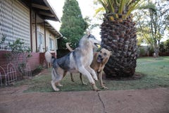 Husky Playtime With Rhodesian Ridgeback imagen de archivo libre de regalías Husky Playtime With Rhodesian Ridgeback imagen de archivo libre de regalías